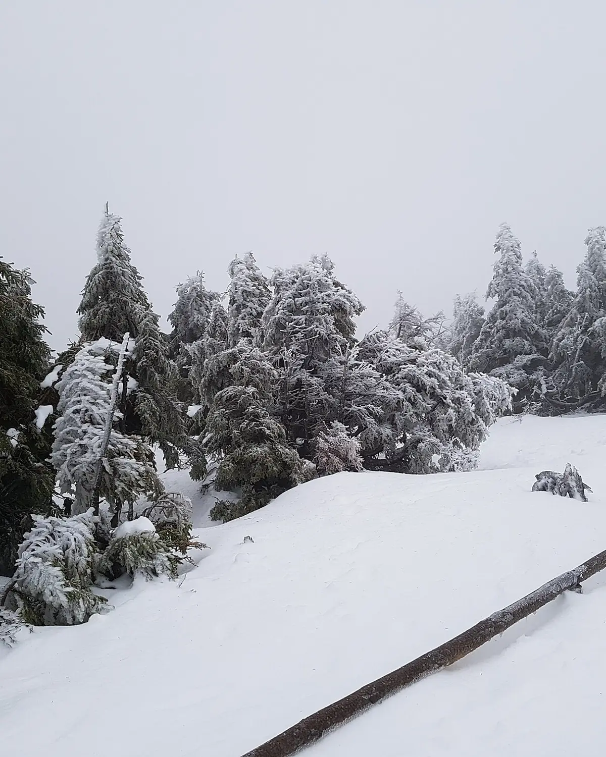 Verschneite Fichten am Brocken im Harz