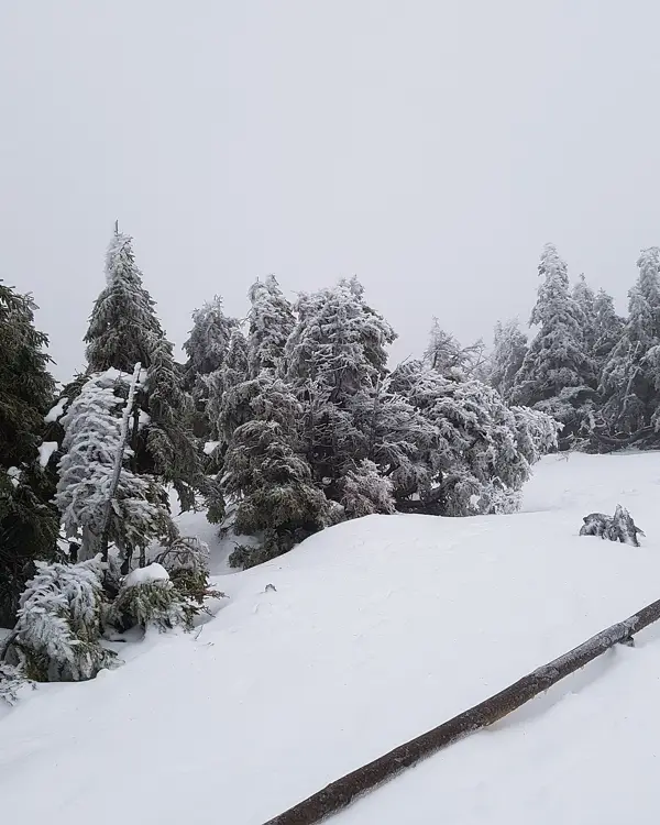Verschneite Fichten am Brocken im Harz